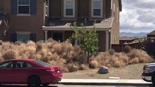 Tumbleweeds inundate homes in High Desert communities | ABC7