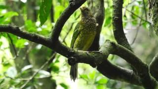 Green Catbird Call #birds #birdsounds