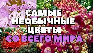 Самые  необычные и красивые растения в мире. Часть 1