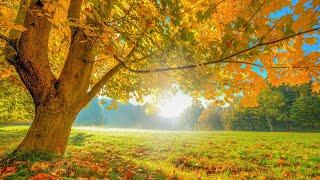 Musica relajante para concentrarse en la lectura y trabajar con eficacia"Otoño" #1