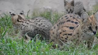 Serval Kittens - 2 Months Old