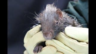 ZooBorns Australia! Episode 10 - Porcupettes!