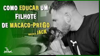 COMO EDUCAR UM FILHOTE DE MACACO-PREGO | MACACO DE ESTIMAÇÃO com MACACO JACK