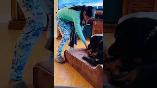 #rottweiler  dealing to a #puppy whole doing my Laundry ️️