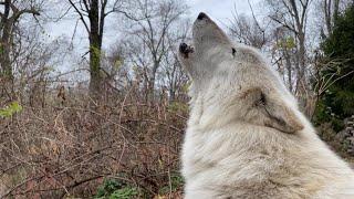 Gray Wolf's Howl Echoes Through Woods on Gloomy Day