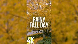 Rainy Fall Day at the Backyard - Calming Autumn Sounds - 4K Vertical Video for Tablets & Phones