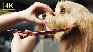 Cute Havanese Dog Grooming 4K (Scissors and Clippers Hairstyle)