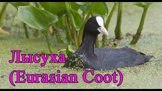 Лысуха (Common Coot)