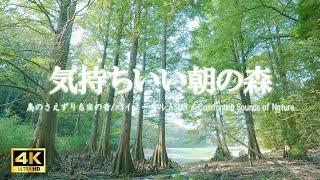 水辺の森に響く鳥のさえずりと鈴虫の音：活力向上、制作活動時などにご活用ください【自然音,ASMR,立体音響,4K,relaxing  nature sounds】