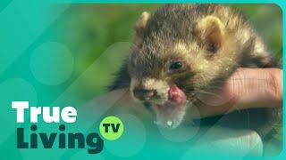 Heartwarming Farm Tale: Chef and Ferret's Bond | True Living TV