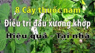 8 cây thuốc nam chữa bệnh đau nhức xương khớp hiệu quả nhất ở ngay nhà bạn