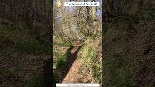 ScienceMan Moment of Zen 0577 #peaceful #hike #walk #cotswolds #uk #forest #nature #asmr