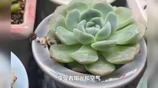 多肉植物，解忧杂货铺，还有你|诚品绿仓－－悠然　自然　卓越