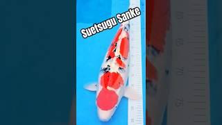 New Koi - Suetsugu Sanke - Koi Masters #suetsugu #sanke #sankekoi #koifish #koioftheday