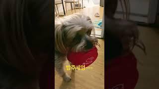 #mydog#쿠니와나