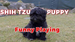 Black SHIH TZU puppy tastes SNOWFLAKES for the first time