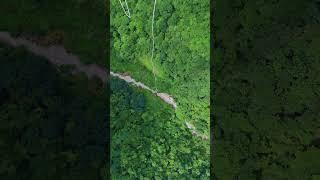 张家界大峡谷蹦极 Grand Canyon bungee jumping #animal 【跟着图尔去旅行】
