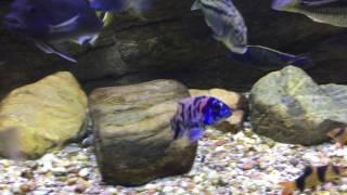 African cichlids | stocking list part 1