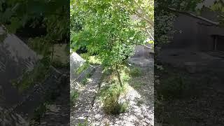 Всё живое тянется к Храму пирамиде, чтобы войдя, обрести новую Жизнь! Универсолис, Одесса, МНШУ