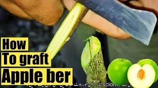 How to graft apple ber tree | Apple ber tree Grafting | Thai apple ber