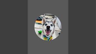 sapphie_the_pomsky is live!