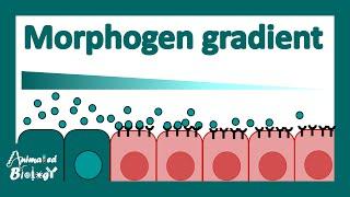 Morphogen gradient | What are morphogens? | How do morphogens determine cell fate? | Dev-bio