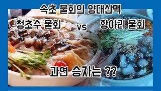 '속초물회맛집 양대산맥' 청초수물회 vs 항아리물회 맛집 여행을 떠나다