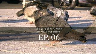 당신은 닭둘기 인가요? [ Are you a pig pigeon?]