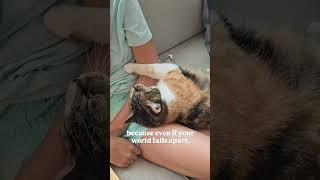 Always take care of your cat. audio: freya.and.greta #shorts #cats #catlover