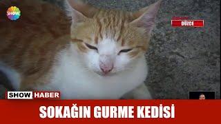 Sokağın gurme kedisi