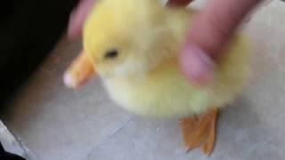 Cute Lost Duckling scared & terrified