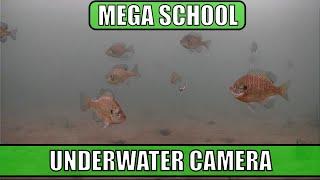 Ice Fishing - Mega School - NON-STOP UNDERWATER ACTION!