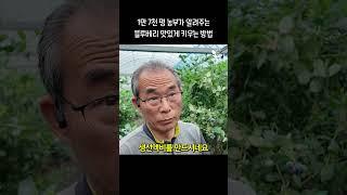 1만7천평 부자농부가 알려주는 블루베리 맛있게 키우는 법