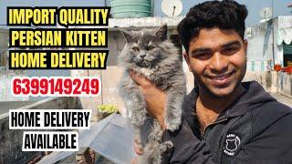 RUSSIAN BLUE IMPORT QUALITY PERSIAN CATS • HOME DELIVERY 6399149249