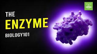 Enzymes | Biology101