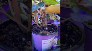 Уход за бегонией. Полив #цветы #уходзасадом #бегонии #garden