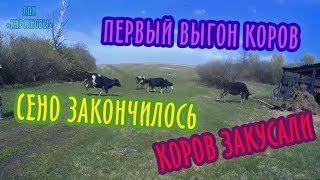 Первый выгон коров // Сено закончилось // Коров закусали // ЛПХ-Кирсановы