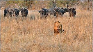 Large Male Lions Chased by Cape Buffalo Herd in Kruger National Park - 30 Oct 2024 Orpen Gate area