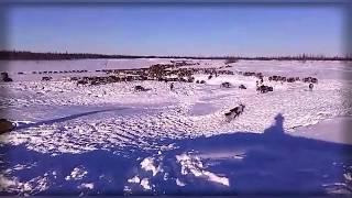 Ямал / ЯНАО / Кочевники, пастухи (оленеводы) / перегон стада оленей