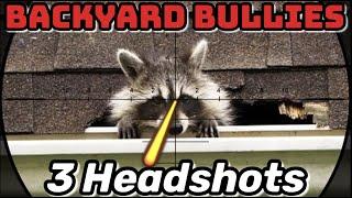 Backyard Bullies! (Raccoon Pest Control)