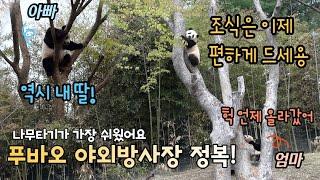 에버랜드 판다월드 ep24 아기판다 푸바오 드디어 야외방사장 큰나무 정복! 덕분에 느긋하게 조식 먹는 아이바오 모습 포착 Baby Panda Fu Bao