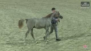 N 70 TN SAYYAF   ERAB Arabian Horse International Show 2024   Colt Foals Class 2B