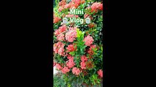 Mini Vlog..#shortsvideo #dailylife#morning  #minivlog #hostellife #weather #hostellife #love