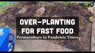 Overplanting for CRISIS Food   How to & WHY! Pandemic Preparedness Permaculture Gardening