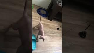 Весёлые котята️Выпускница в гостях #shorts #sphynx #сфинксы