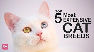 Top 5 Most Luxurious And Exotic Cat Breeds In The World | Spoliamag.com