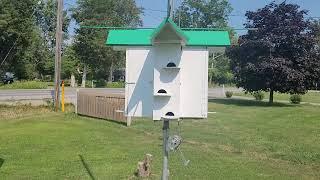 ALTERATIONS FOR THE 2025 PURPLE MARTIN SEASON NEARLY COMPLETED!