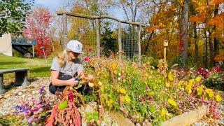 Cutting Flowers for Drying. Dried Bouquets in October. The Last Blooms of the Season! Fall Colors :)