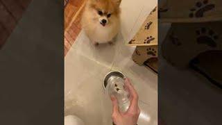 Pomeranian Doesn't Approve of Diet || ViralHog