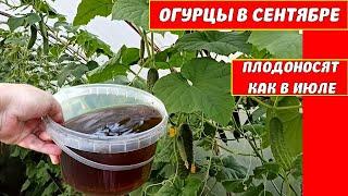 ПОСЛЕ ЭТОЙ ПОДКОРМКИ ОГУРЦОВ, УРОЖАЙ УВЕЛИЧИЛСЯ В 3 РАЗА! УДОБРЯЮ ОГУРЦЫ ОСЕНЬЮ ГУМАТ+ЭПИН